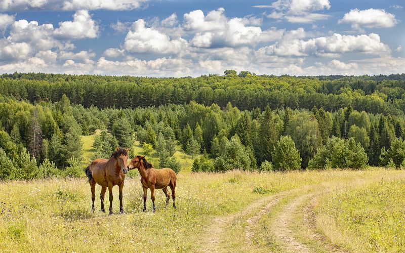 облака, лошади, летний день, пастбище Мать и дочь фото превью