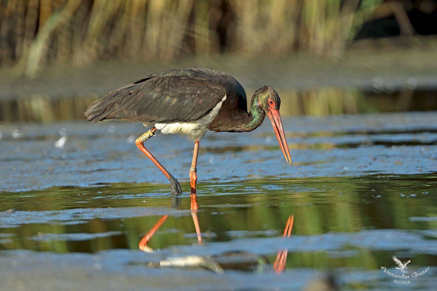 , Гусар Александр
