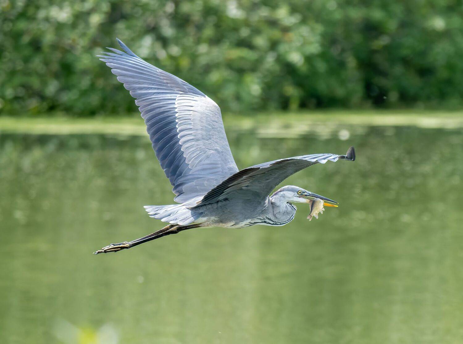 , Дэм Константин