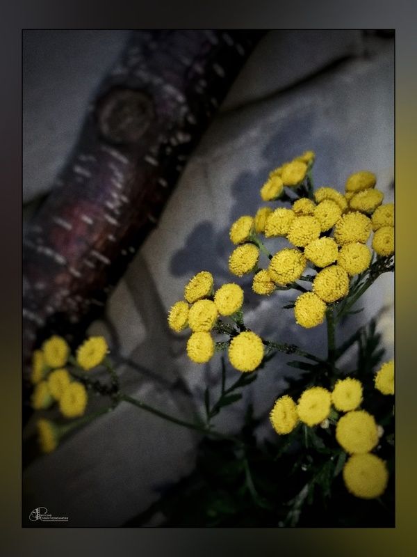 Пижмы чёртов цвет фото превью