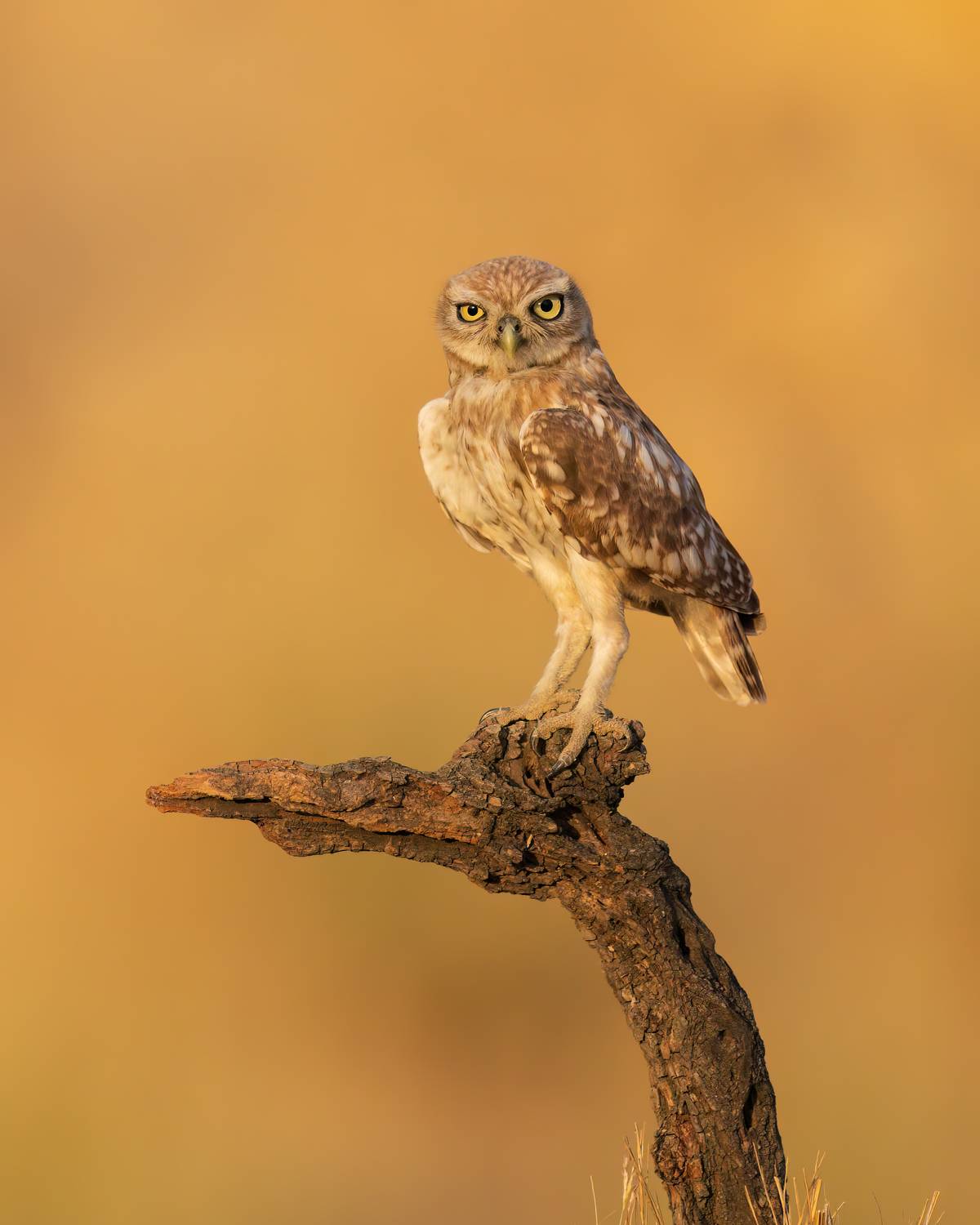 , Фруман Евгений