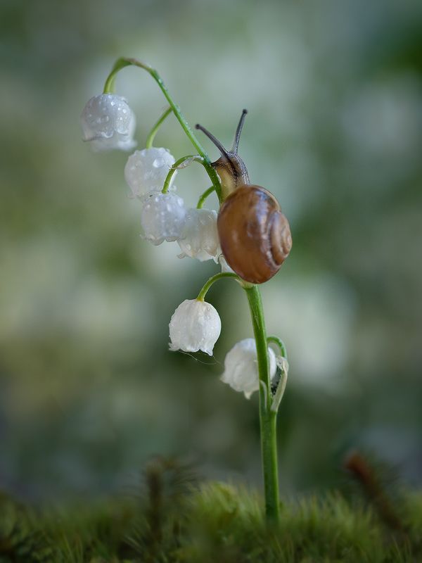 макро, ландыш, улитка, макрофотография, макромир, волшебное макро, macro,  snail, macro photography, macro world, magical macro Сказочное пробуждение фото превью