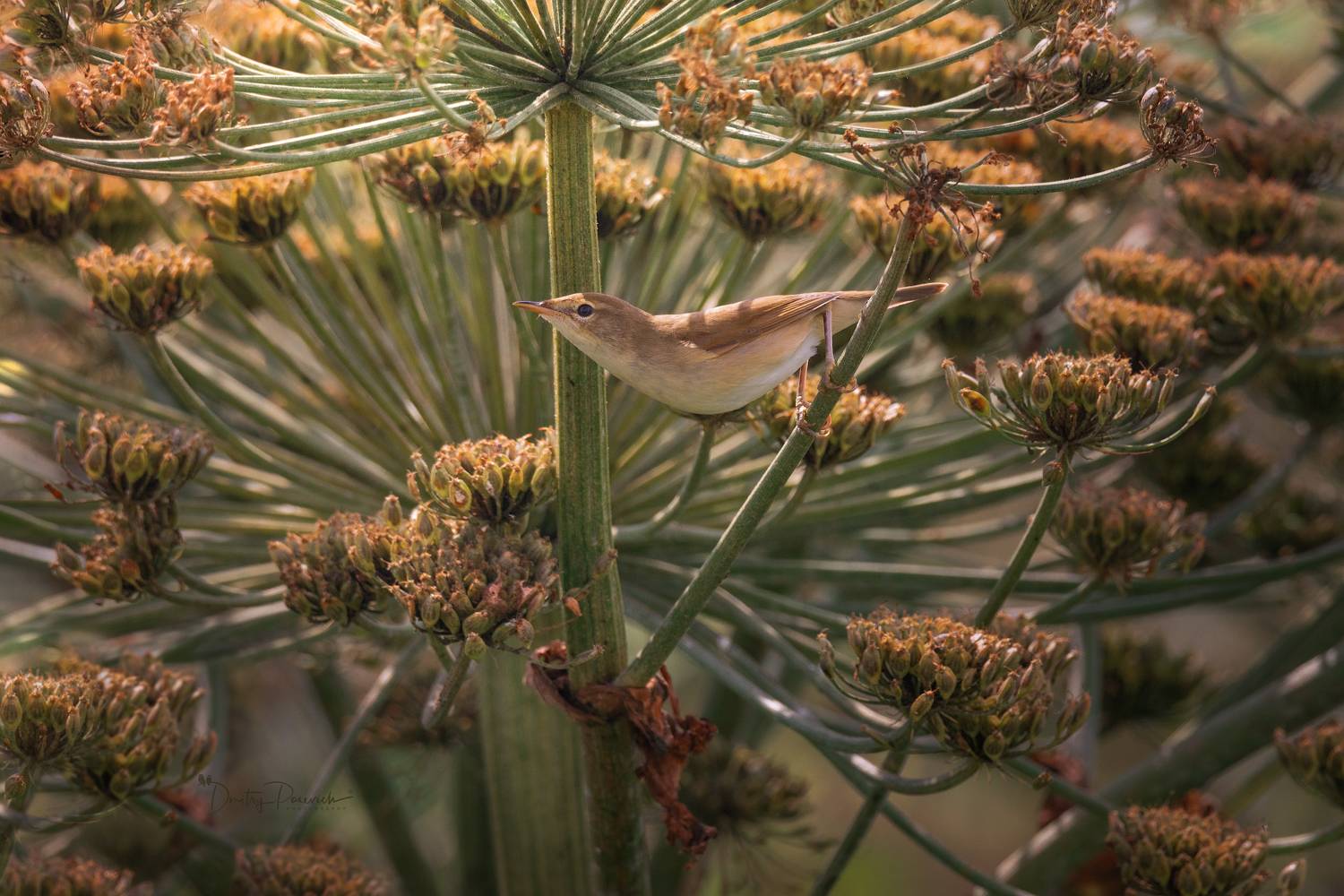 природа, лес, поля, огороды, животные, птицы, макро, Посевич Дмитрий