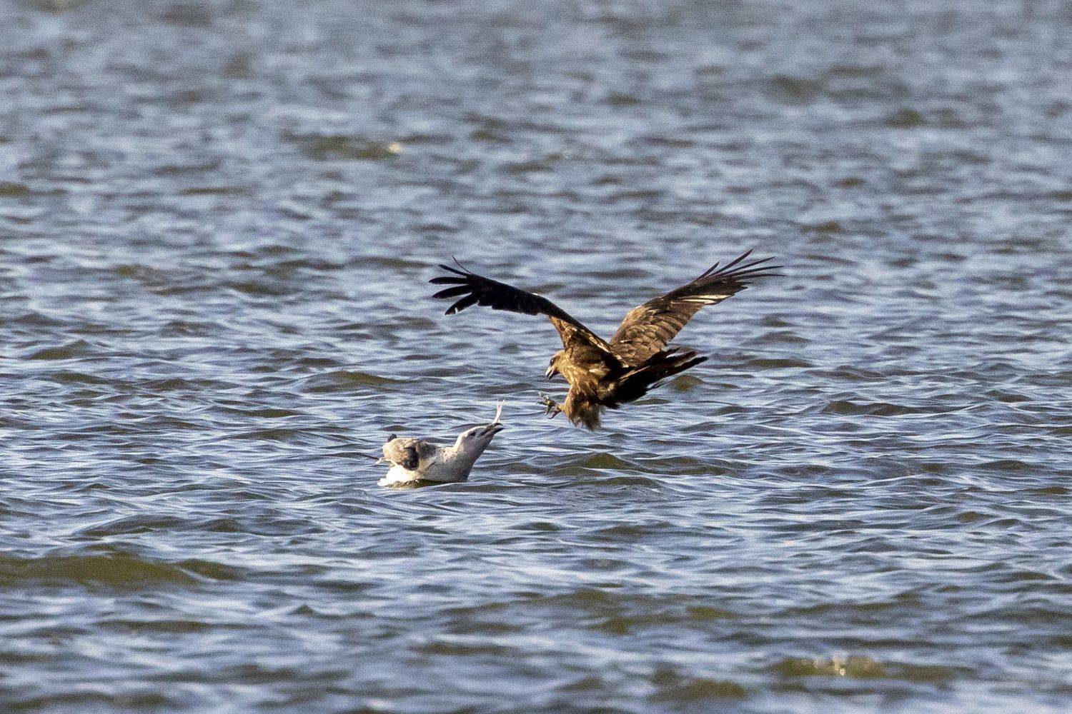 , Щепанов Дмитрий