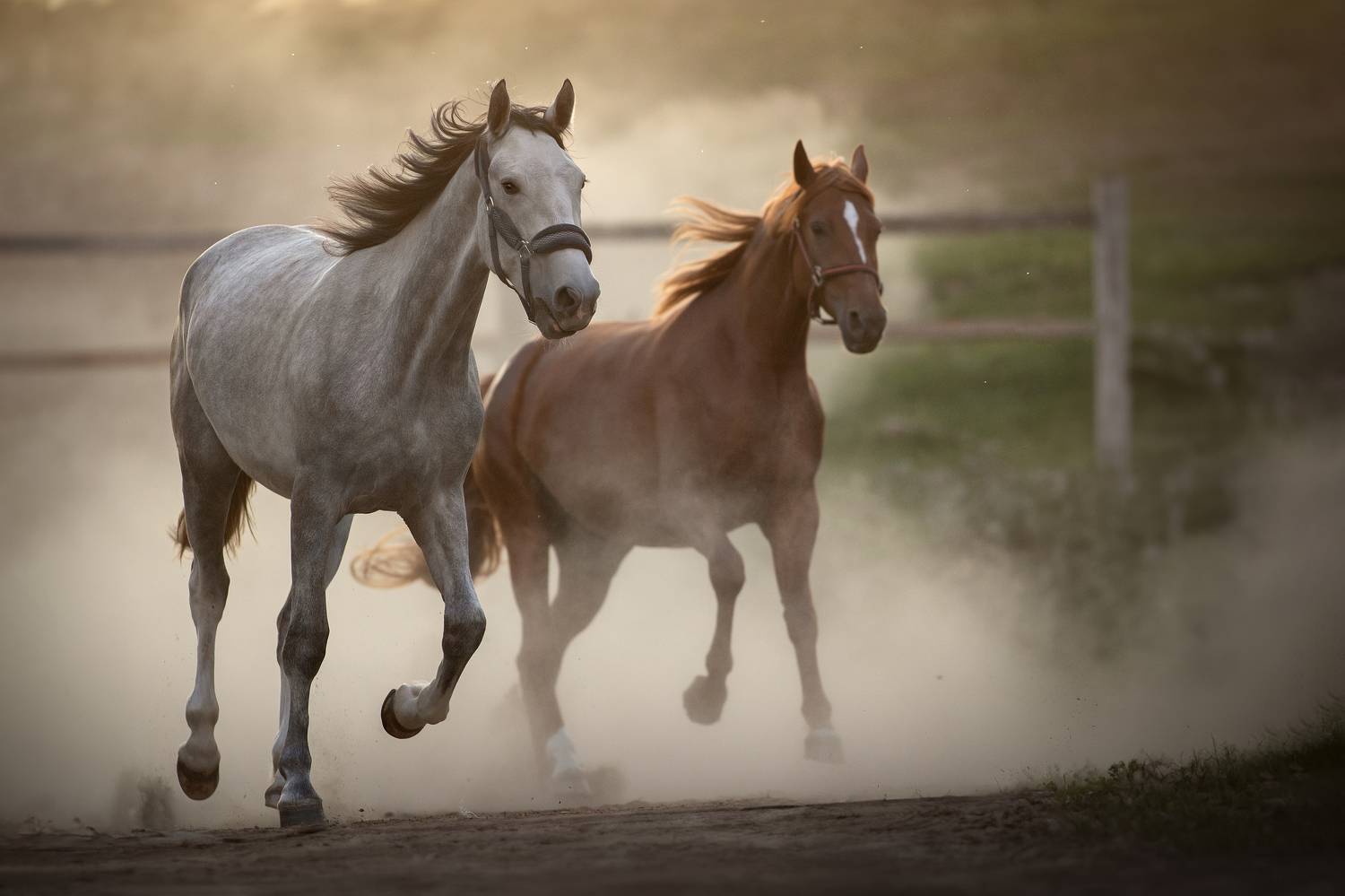, Светлана Писарева
