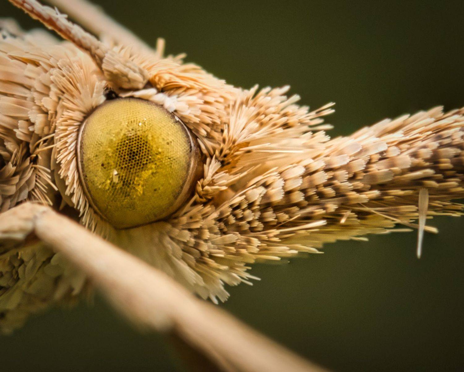 , Евгения Прокопович