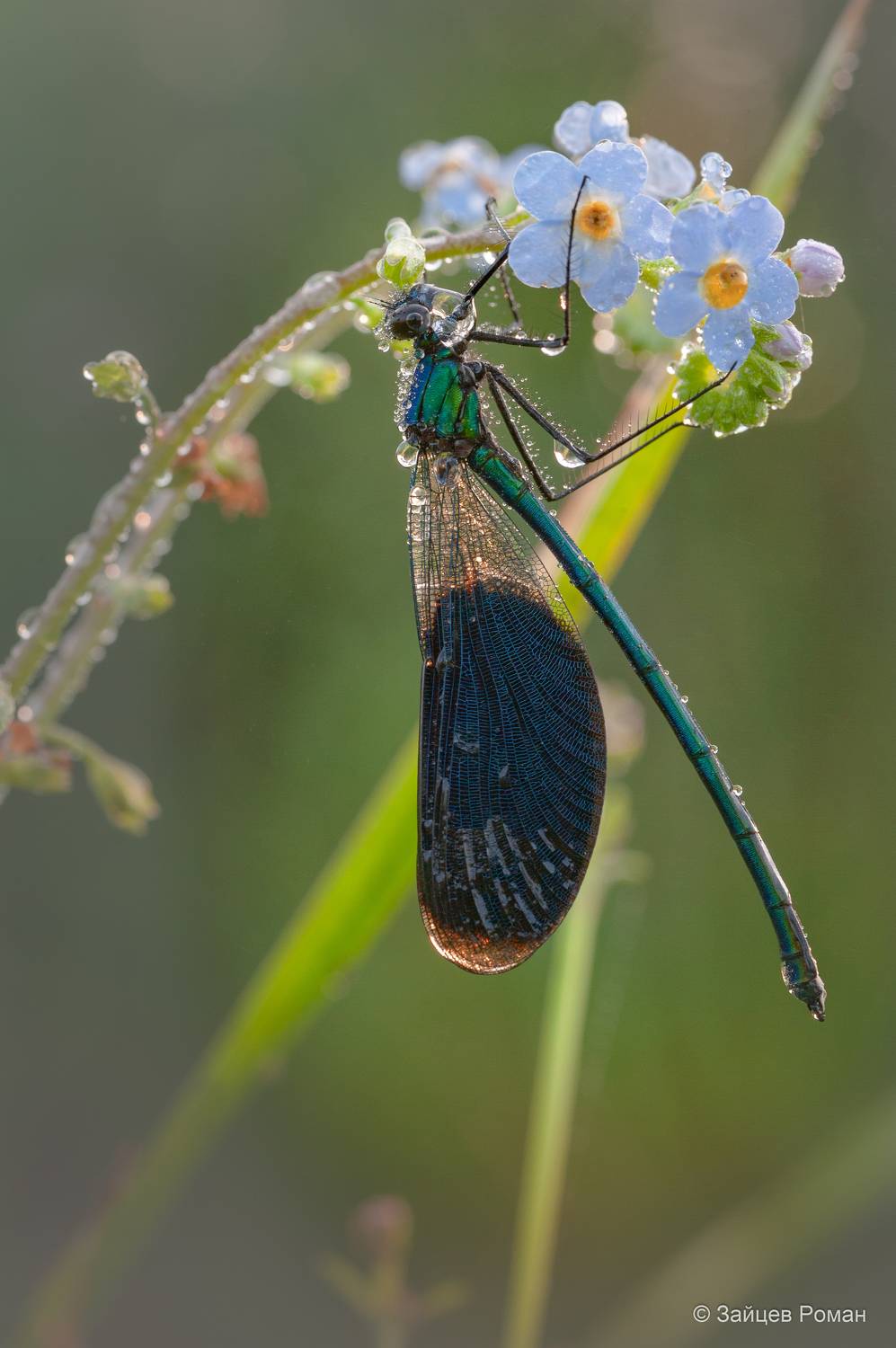, Роман Зайцев