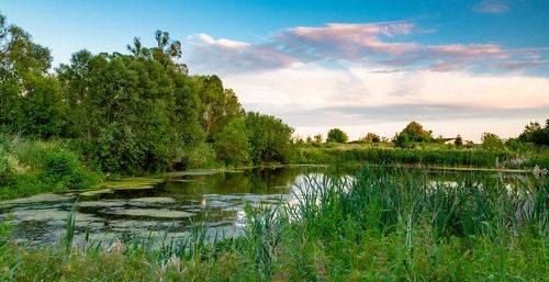 Старый пруд