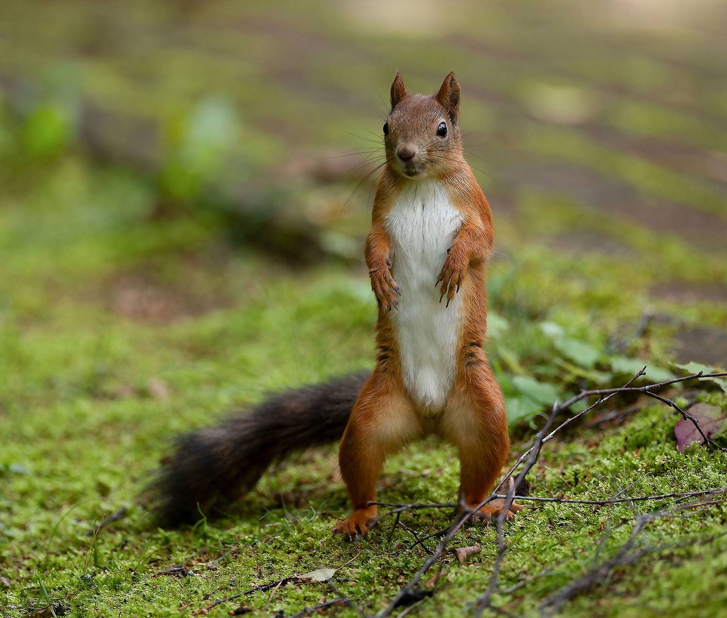 белка,лес,природа, squirrel, beautiful, forest, nature, Стукалова Юлия