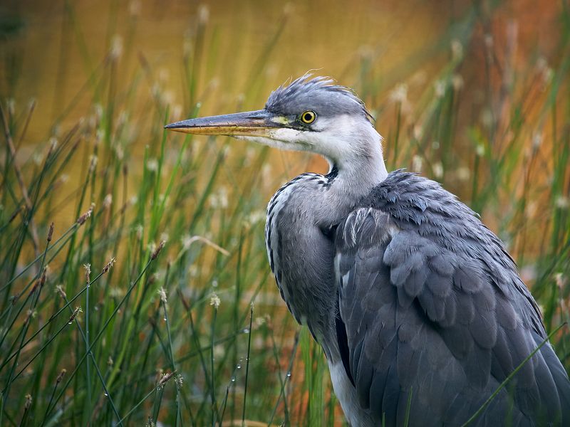 Серая цапля сидит в траве Задумалась фото превью