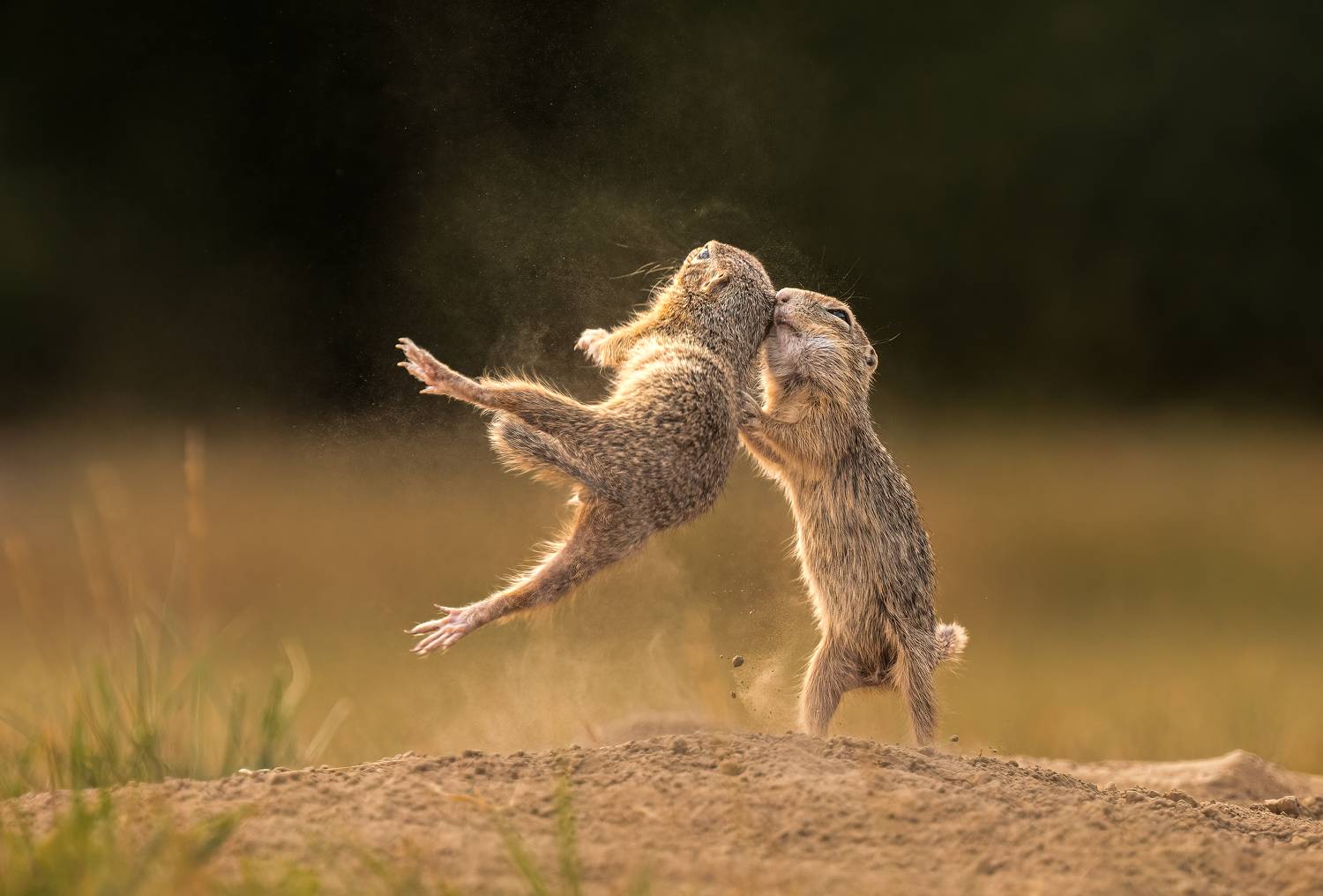 #groundsquirrel #fight #funny #comedy #nature #animals , T&iacute;mea Ambrus