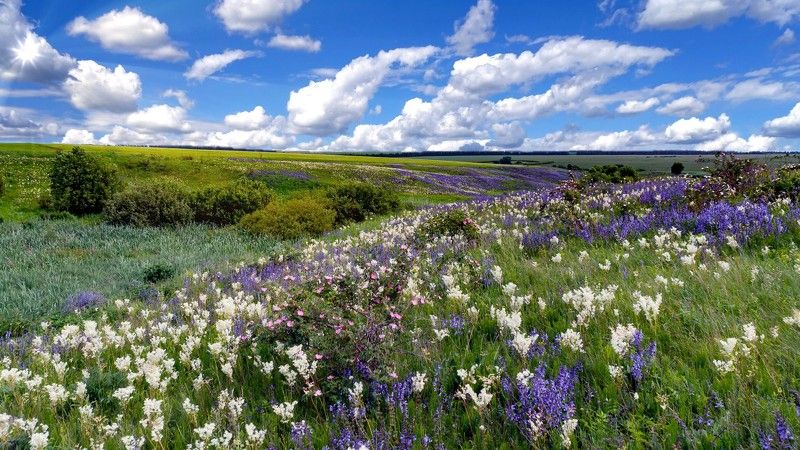 Русское поле. фото превью
