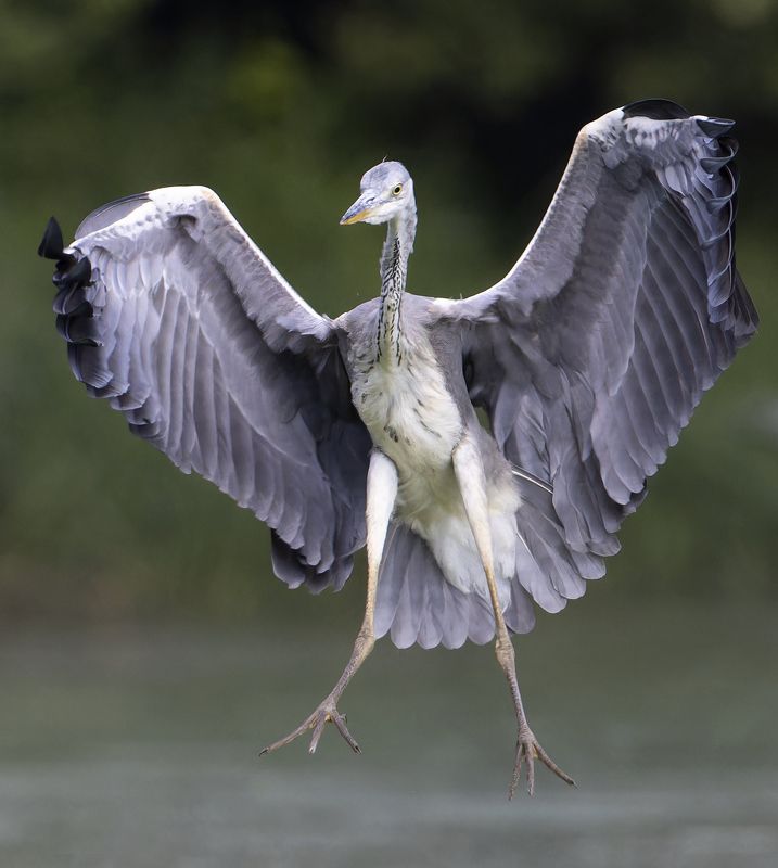 Курс на посадку. (Серая цапля) фото превью