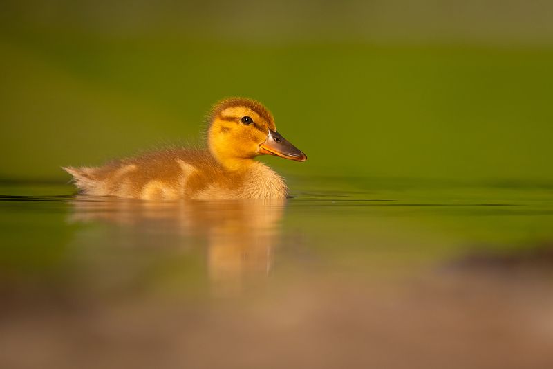 Duckling фото превью