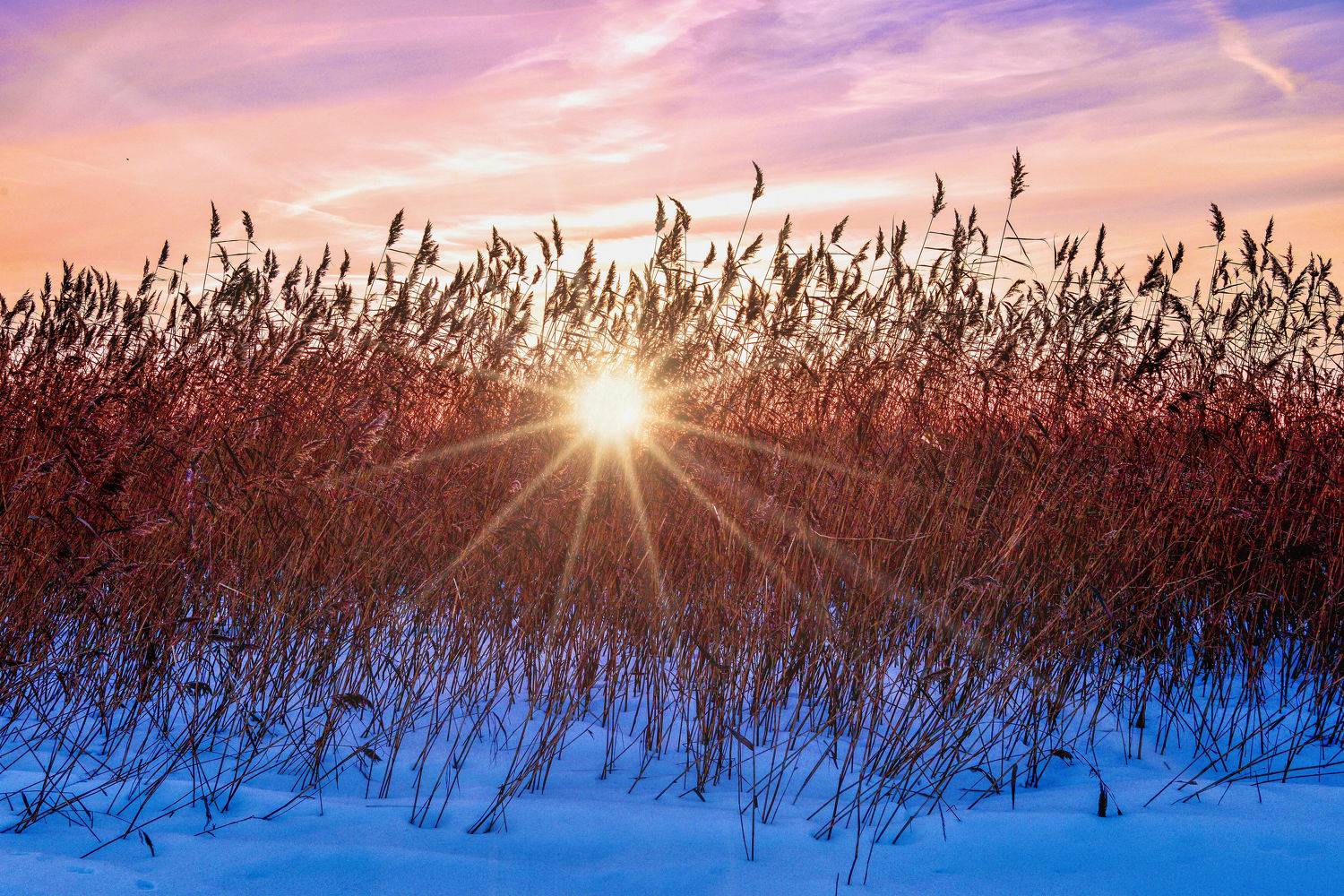 закат, камыши, зимний берег, невская губа,, Байдуков Александр