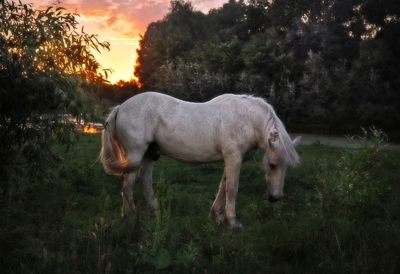 Думы вечерние  фото превью