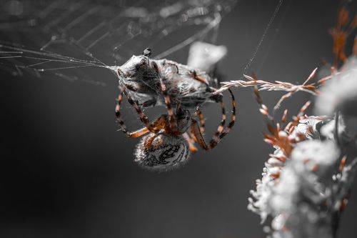 The spider