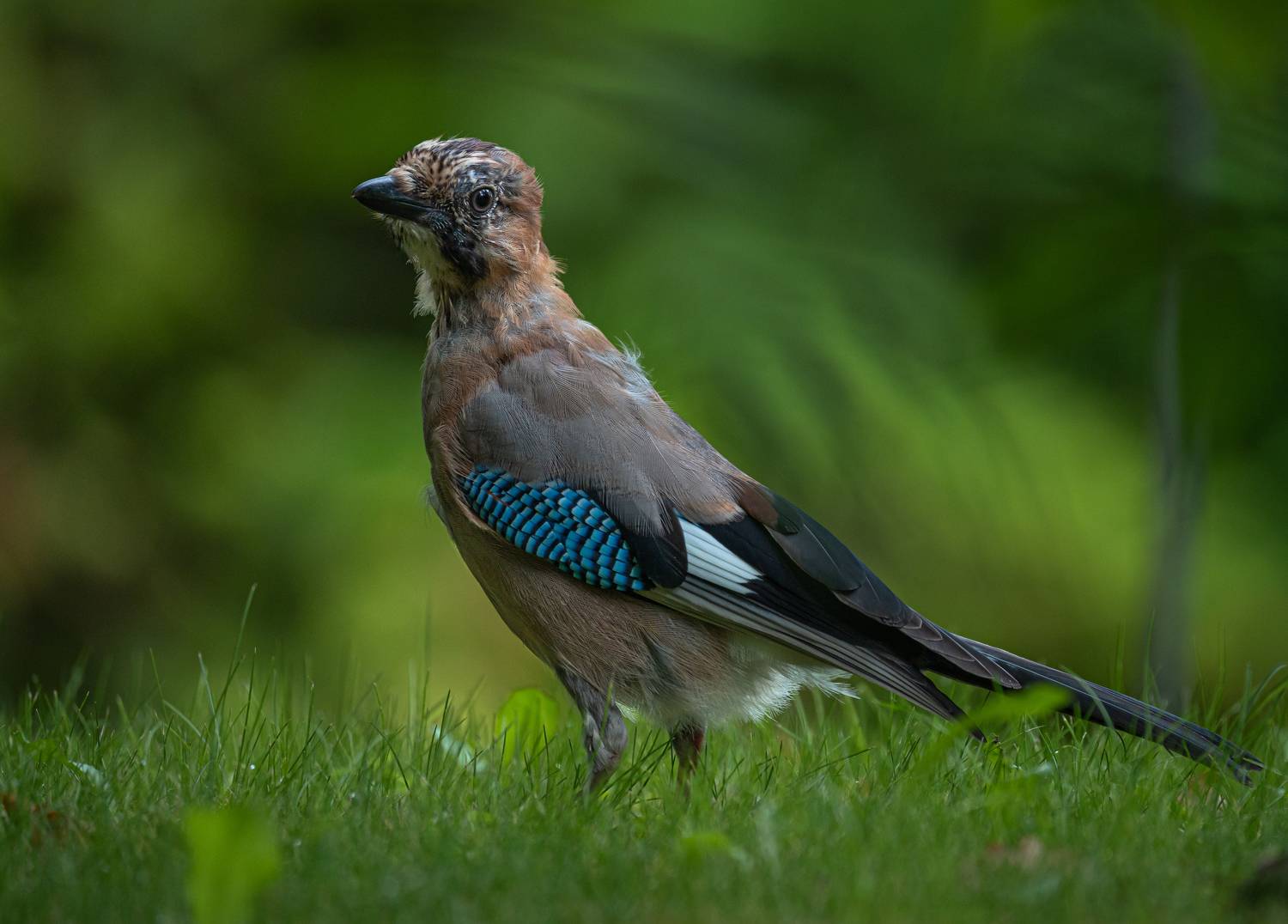 , Курлянцев Алексей