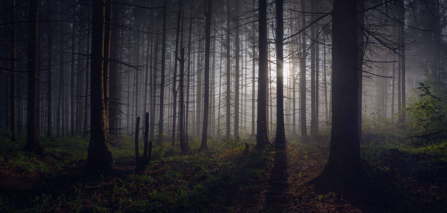 лес, свет, утро, природа, Баранов Олег