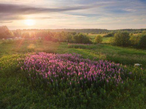 Цветение иван-чая