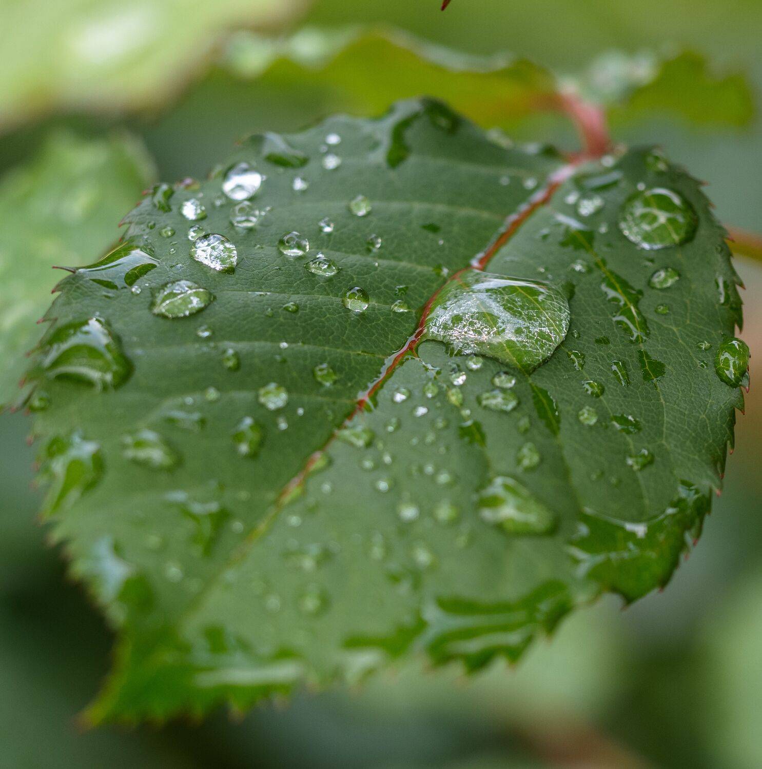 , Курлянцев Алексей