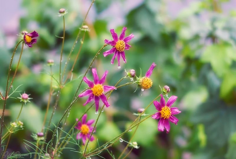 *** фото превью