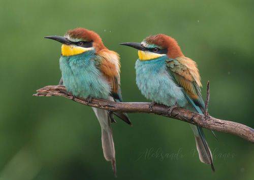 Палитра живой природы