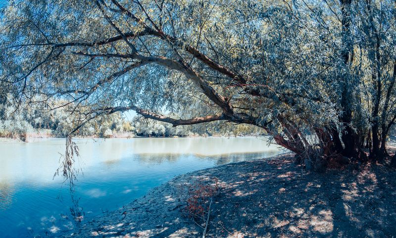 Плакучая ива фото превью