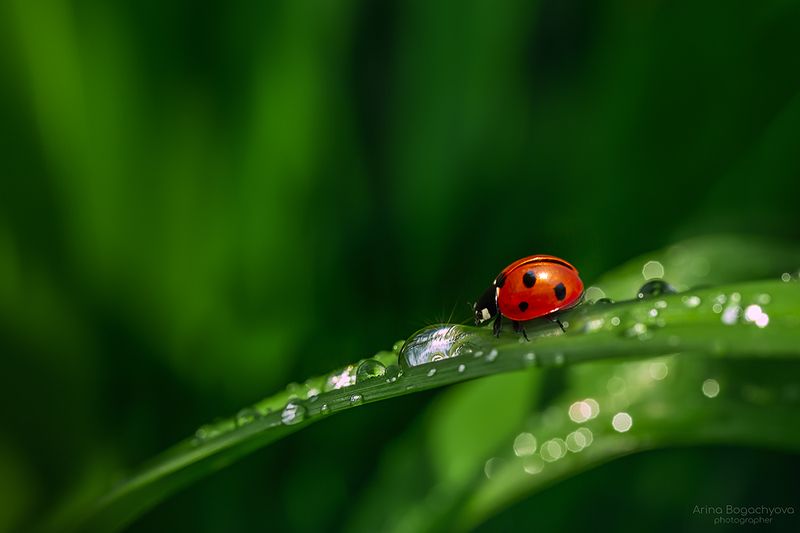 *** фото превью