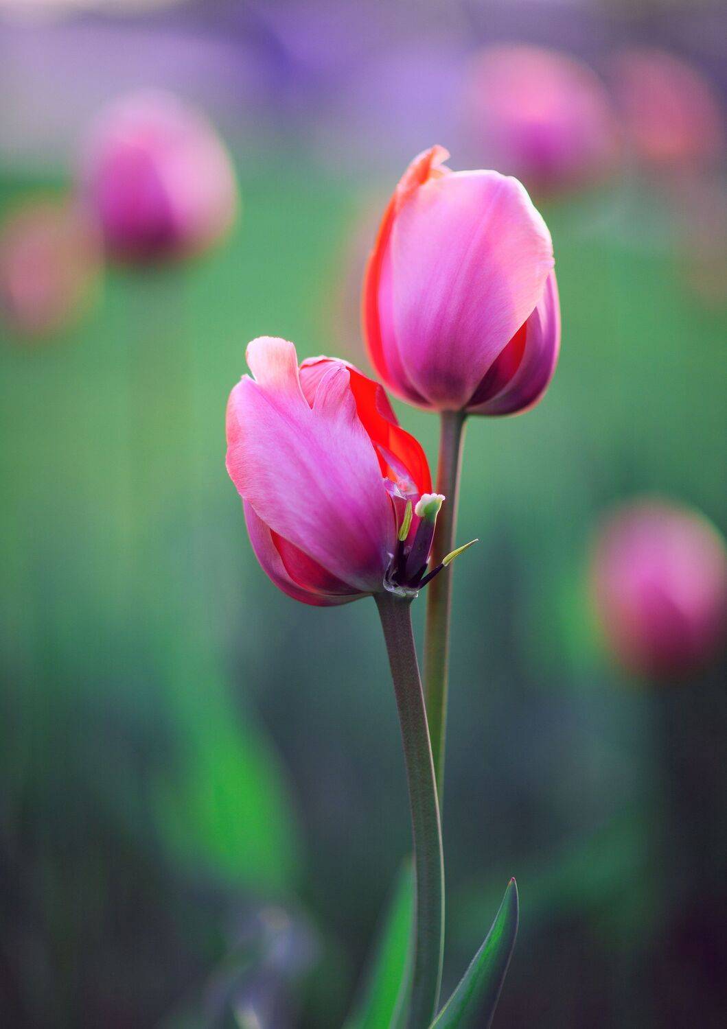 тюльпаны, Lilia Tkachenko