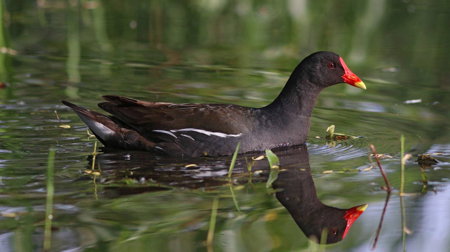 камышница, водяная курочка, gallinula chloropus, common moorhen, Бондаренко Георгий
