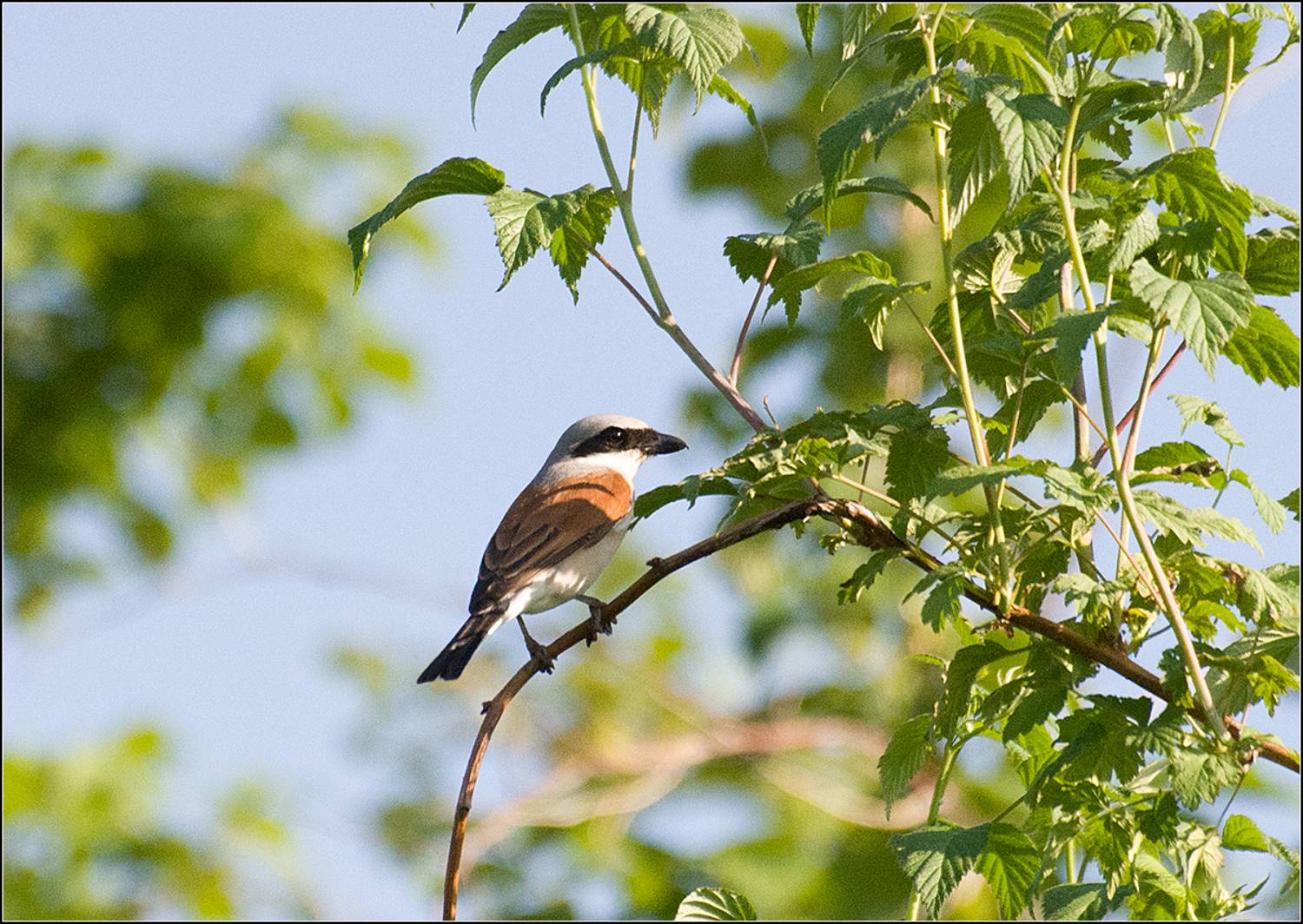 москва, лето, парк, птица, сарокопут, АНАТОЛИЙ ДОВЫДЕНКО