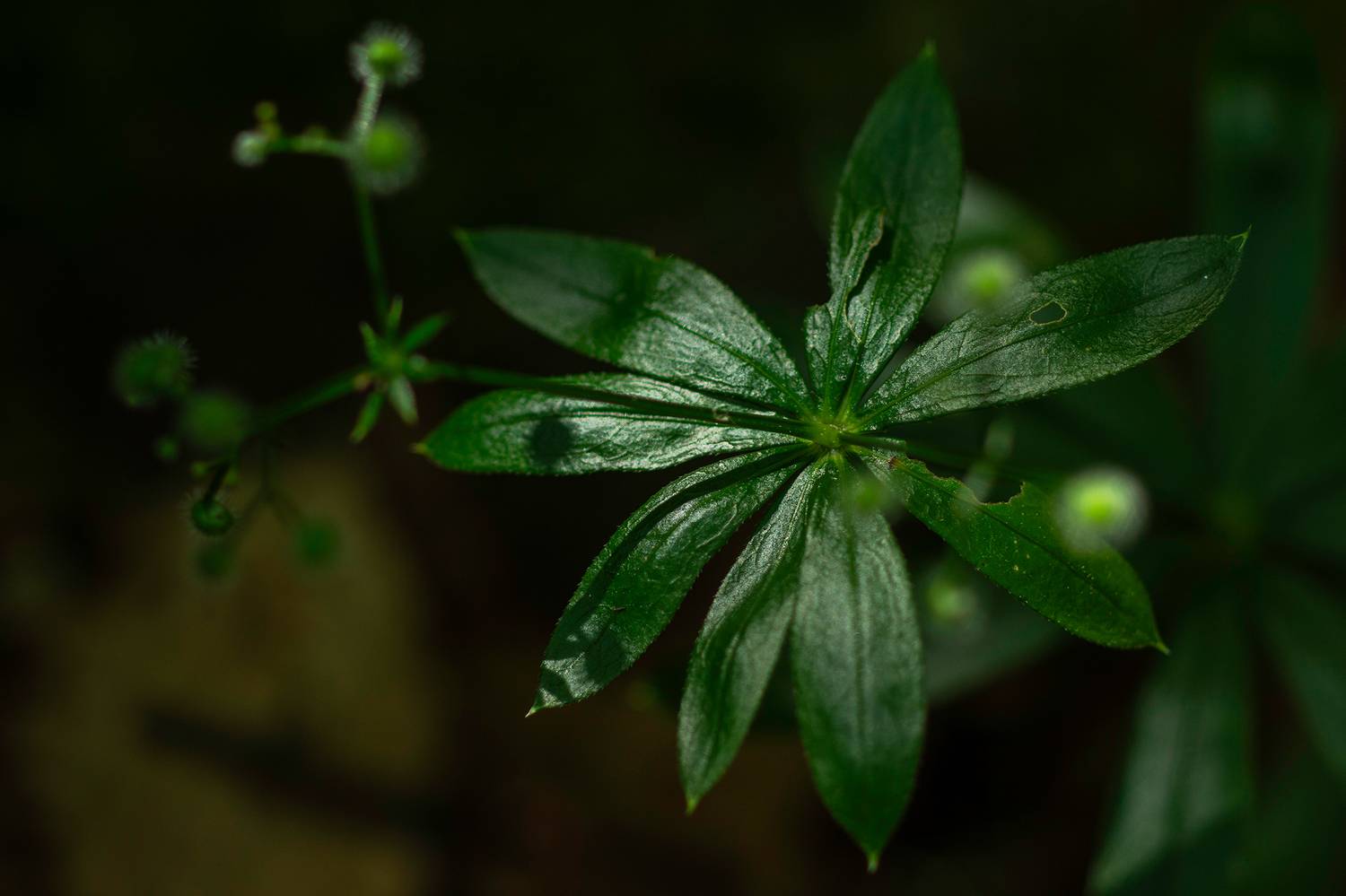 ,  Светослав Радков