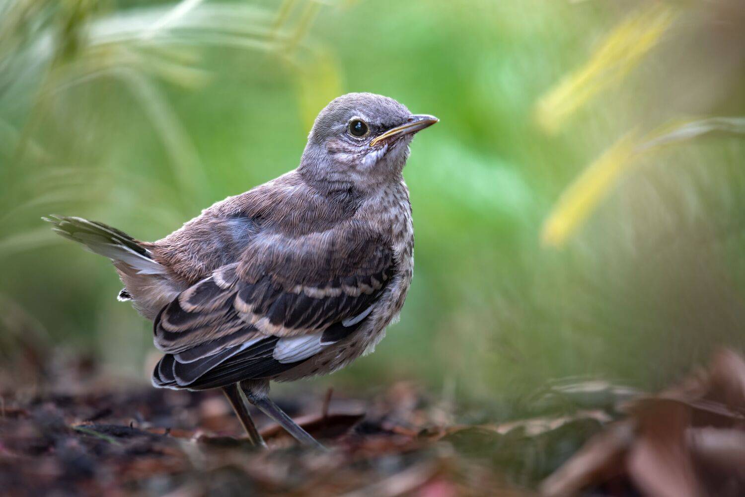 bird, songbird, mockingbird, songbirds, mockingbirds, nature, animals, wild,, Atul Saluja