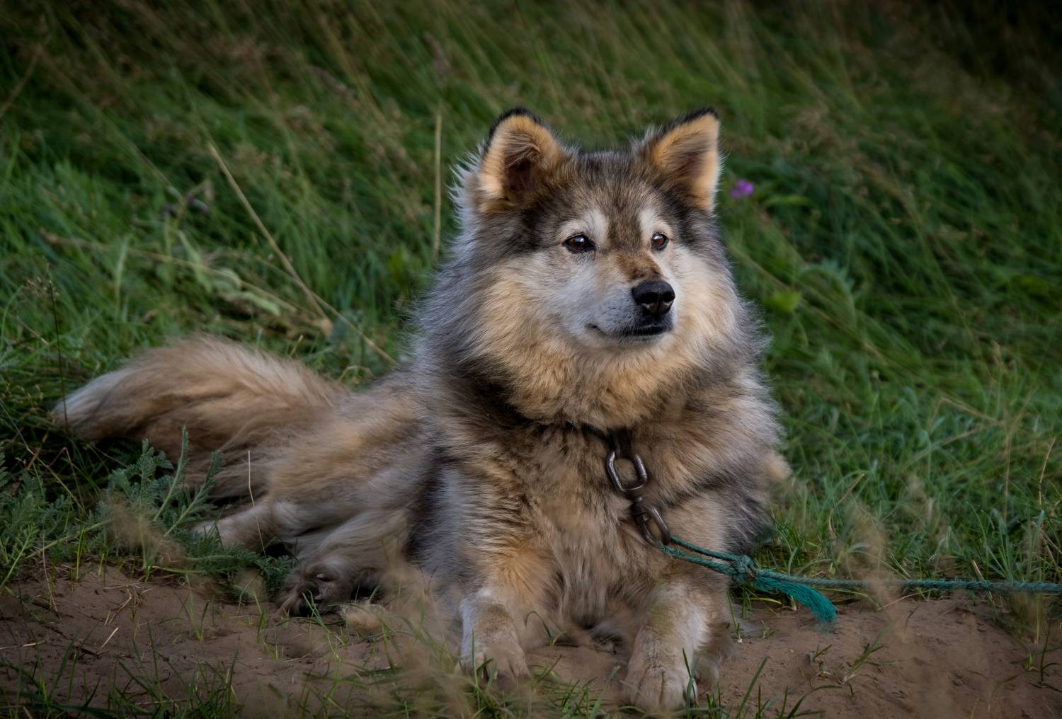север, русский север, собака, собаки, лайка, north, russian north, dog, dogs, нд, тундра, арктика, русский север нд, Демкина Надежда