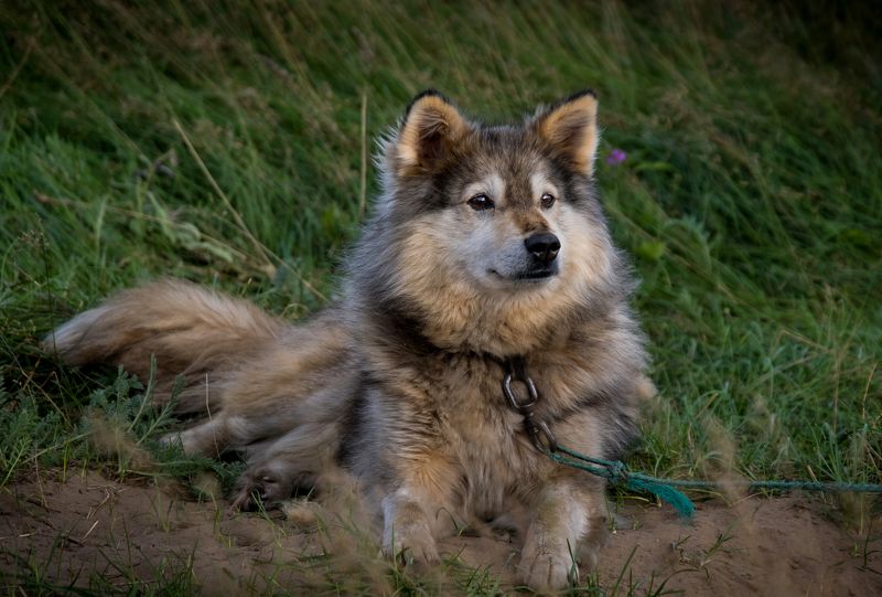 север, русский север, собака, собаки, лайка, north, russian north, dog, dogs, нд, тундра, арктика, русский север нд Лучший друг оленевода фото превью