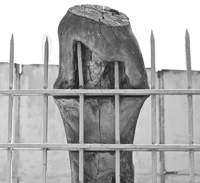 Сухое дерево фото превью