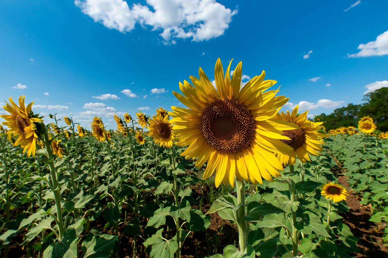 sunflower, volgograd, russia, wildlife, landscapes, , Сторчилов Павел