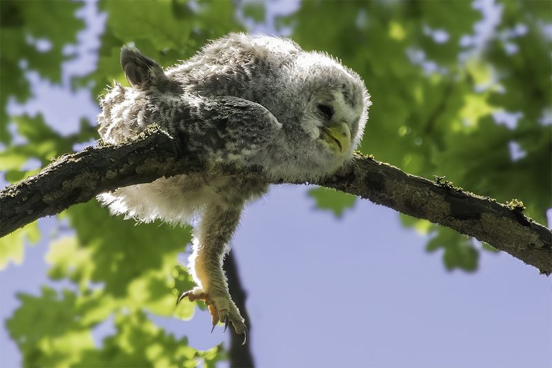 птенец, неясыть, сон, лес Заснул на ветке фото превью
