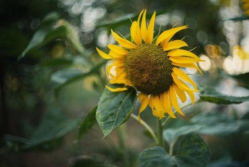 Подсолнухи.