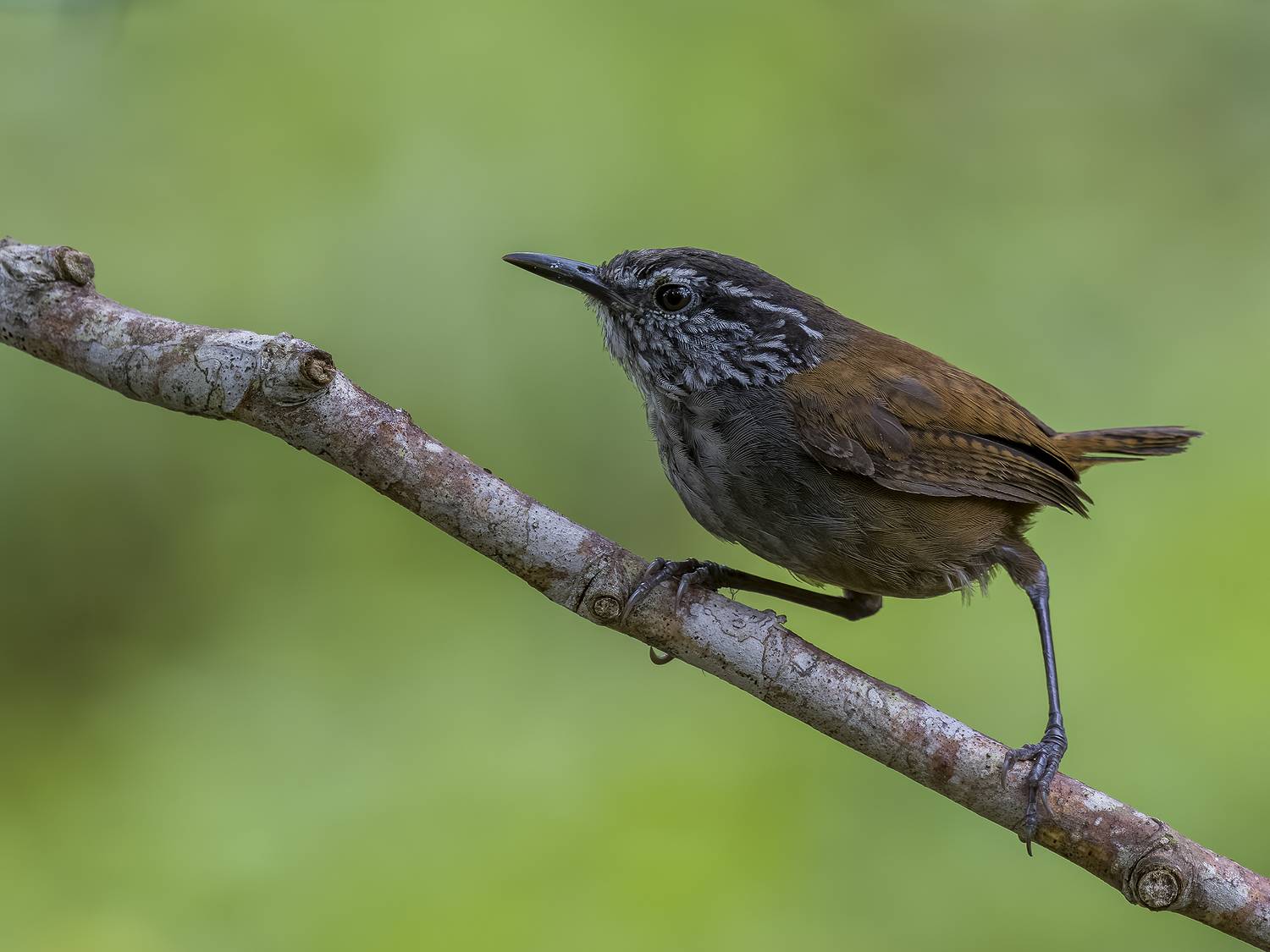 , Burgalin Sequeira Fernando