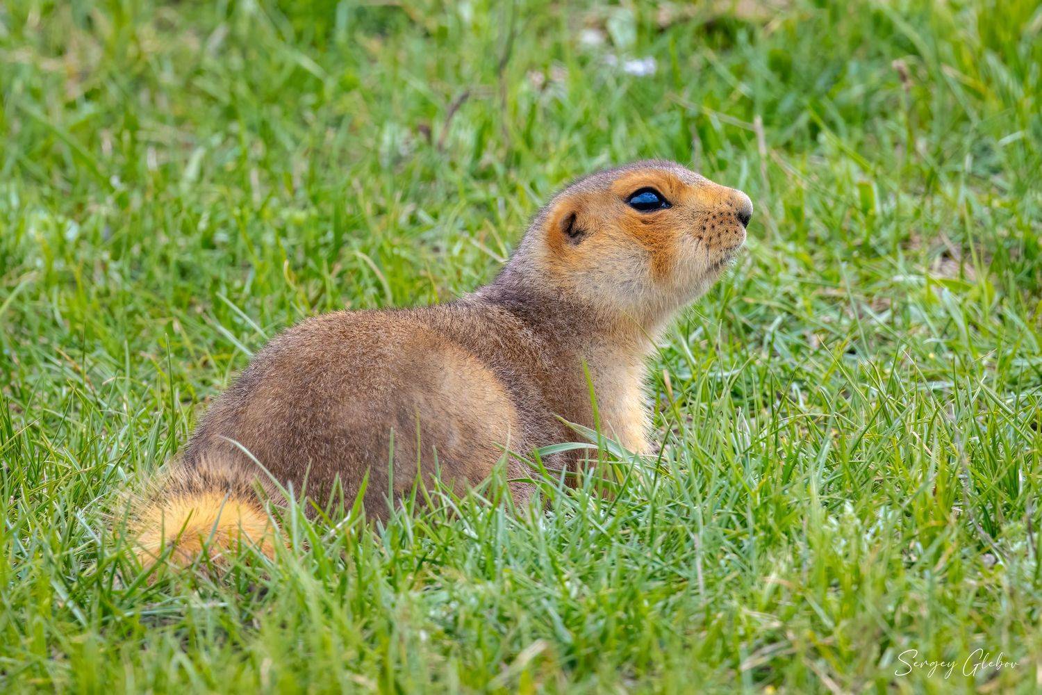 суслик, животные, грызуны, Сергей Глебов