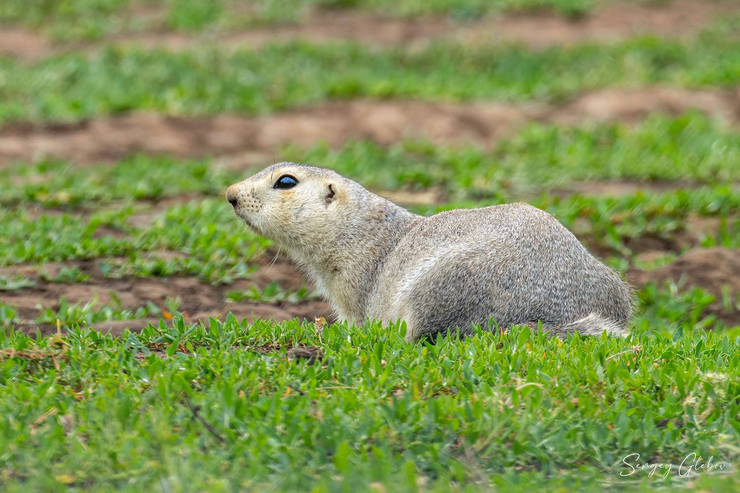 суслик, животные, грызуны, Сергей Глебов