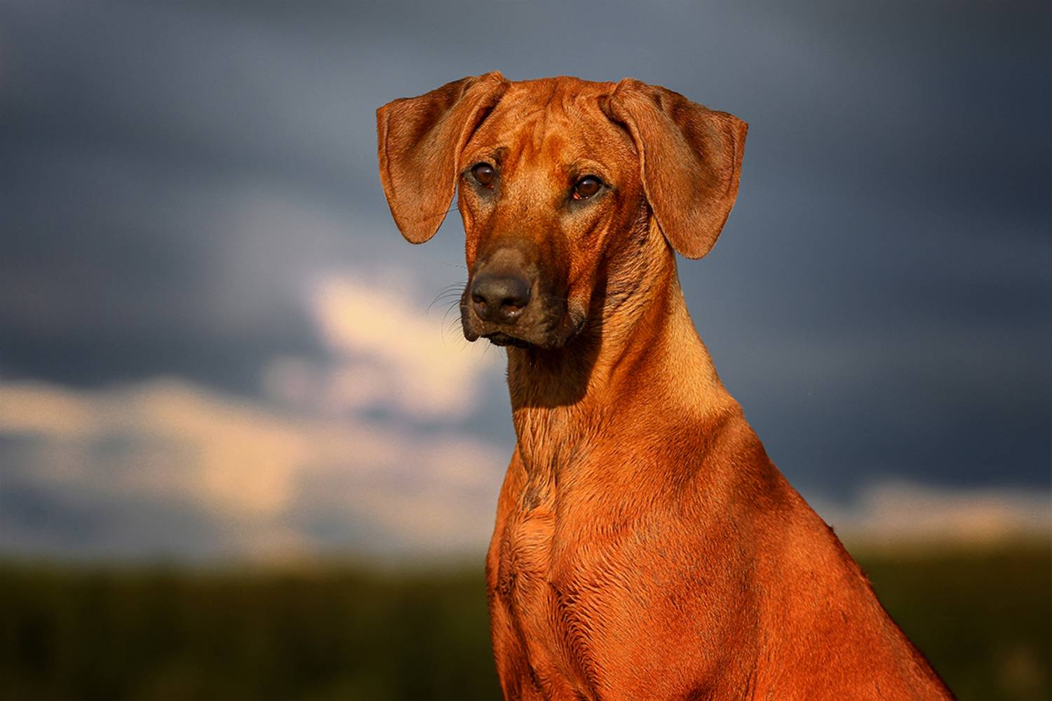 , Андрей Ершов