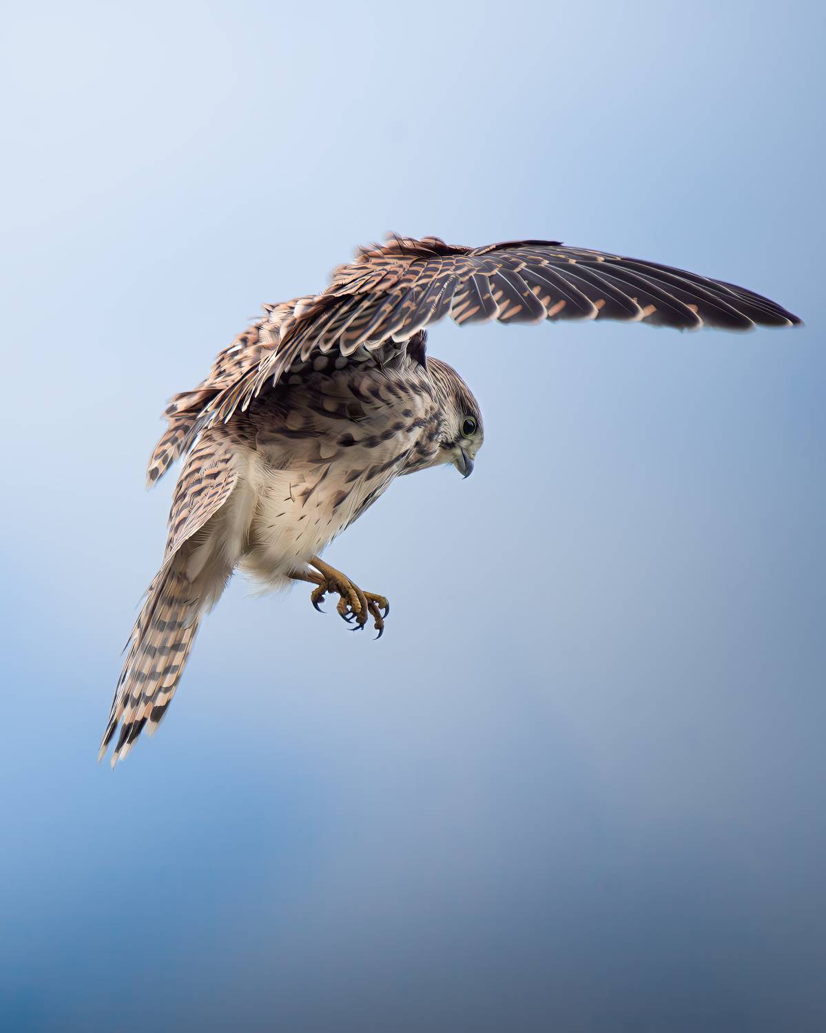 , Митин Дмитрий