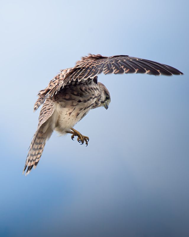 Обыкновенная пустельга, Falco tinnunculus, Июль 2023. фото превью