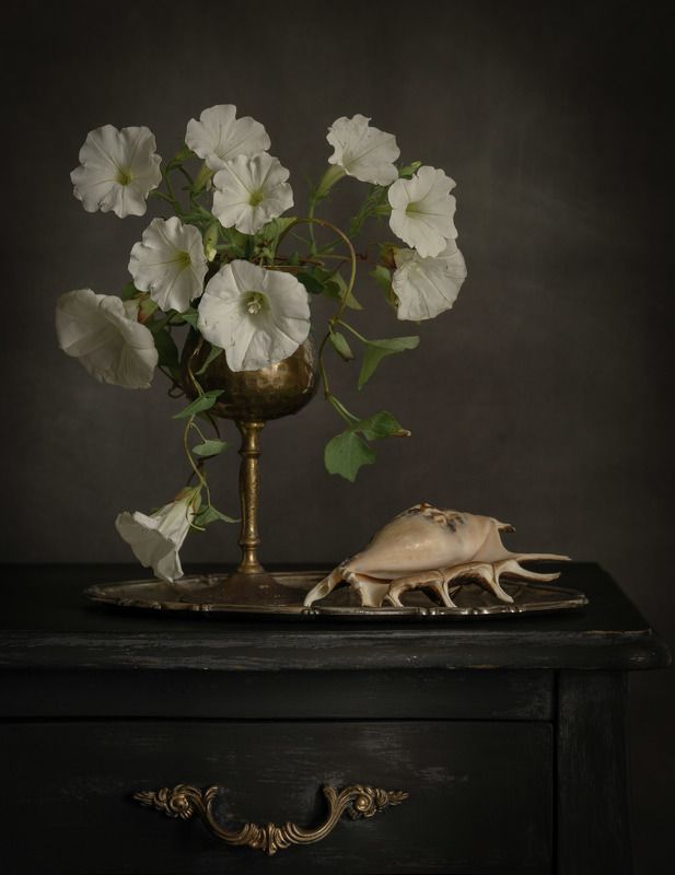 Вьюн и ракушка фото превью