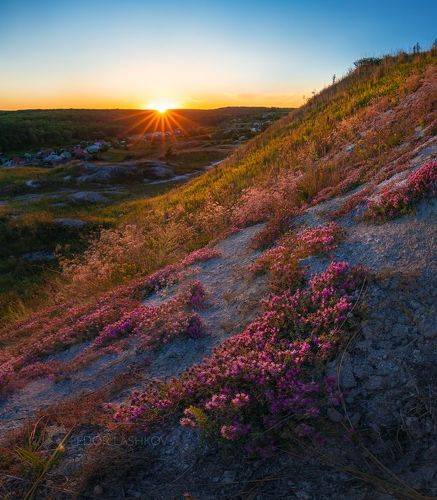 Цветущие холмы