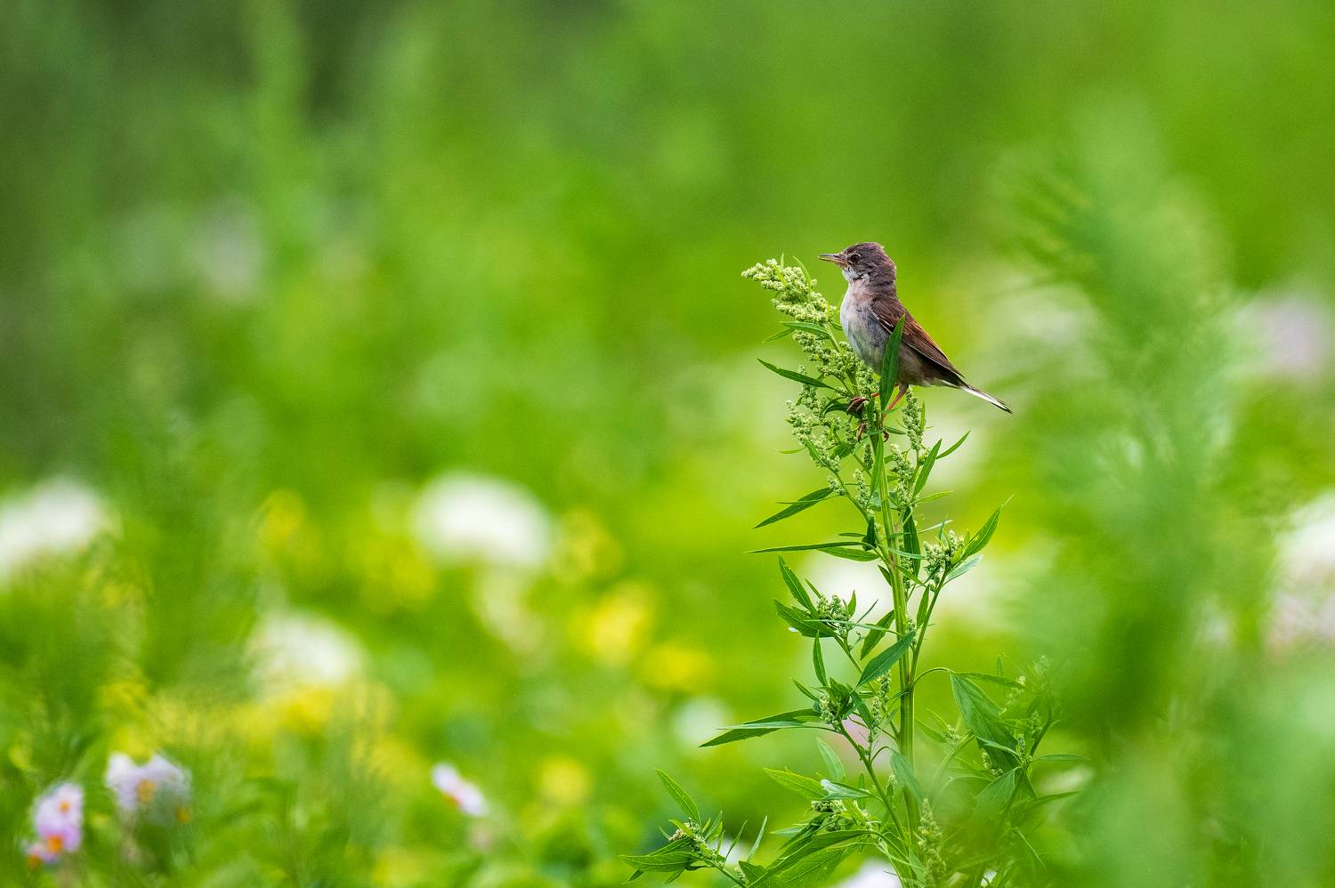 , Павел Ныриков