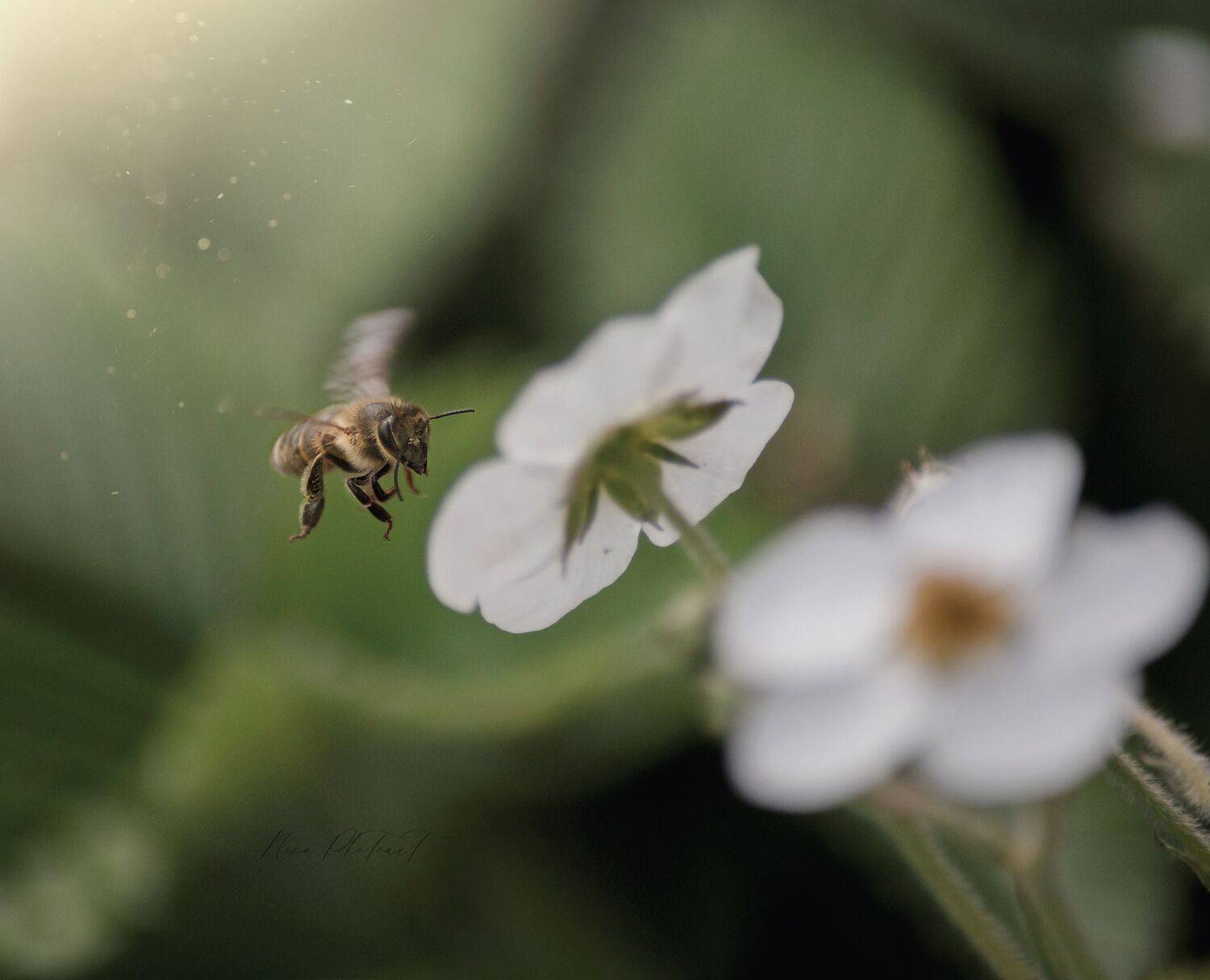 макро, макрофото, макросъёмка, пчела, природа, макрофотография, Svetlana Smirnova